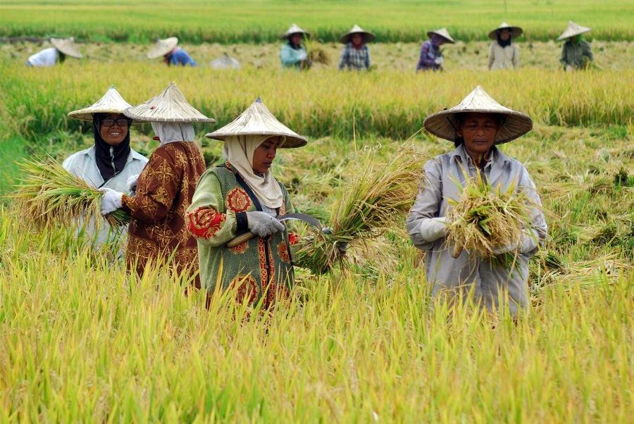 Gerakan Masyarakat Desa Tanjungsari: Menuju Kesejahteraan Sosial yang Merata