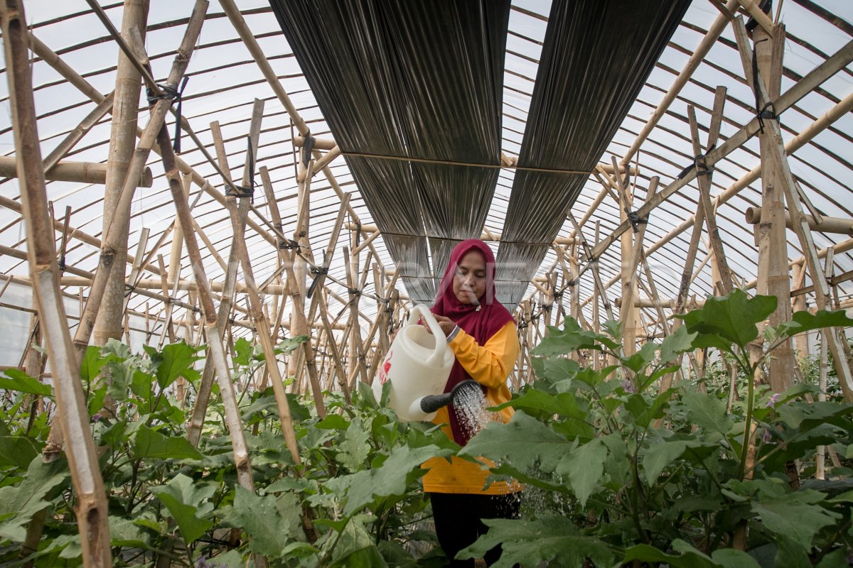 Lahan Tidur Bangkit! Desa Tanjungsari Sulap Lahan Kosong Jadi Permata Hijau