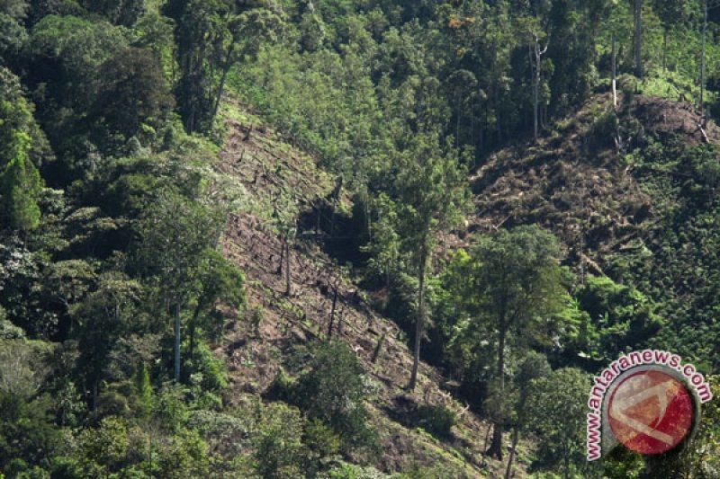 Selamatkan Hutan Desa Tanjungsari, Aksi Nyata Lawan Penebangan Liar!