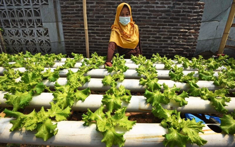 Merajut Asa, Memanen Cuan dari Bisnis Pertanian dan Peternakan di Tanjungsari
