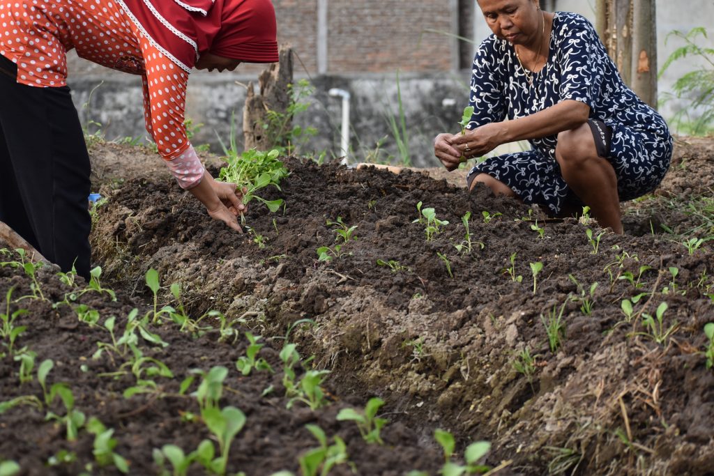 Koperasi Pangan, Solusi Hebat untuk Ketahanan Pangan Desa Tanjungsari!