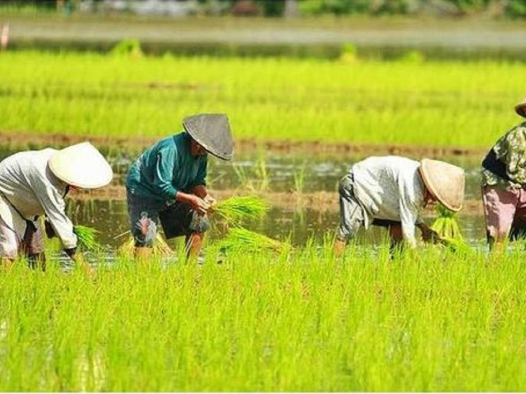 Pemanfaatan Sumber Daya Alam yang Optimal untuk Pertanian Maksimal di Desa Tanjungsari