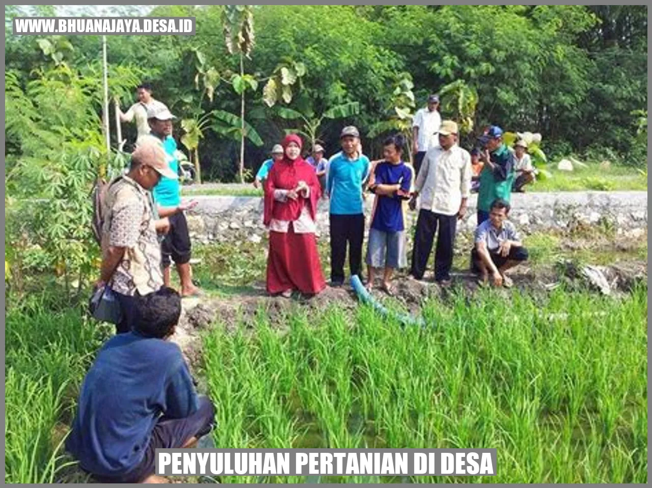 Transformasi Pertanian Tanjungsari: Tingkatkan Kualitas Tanaman, Sejahterakan Petani!
