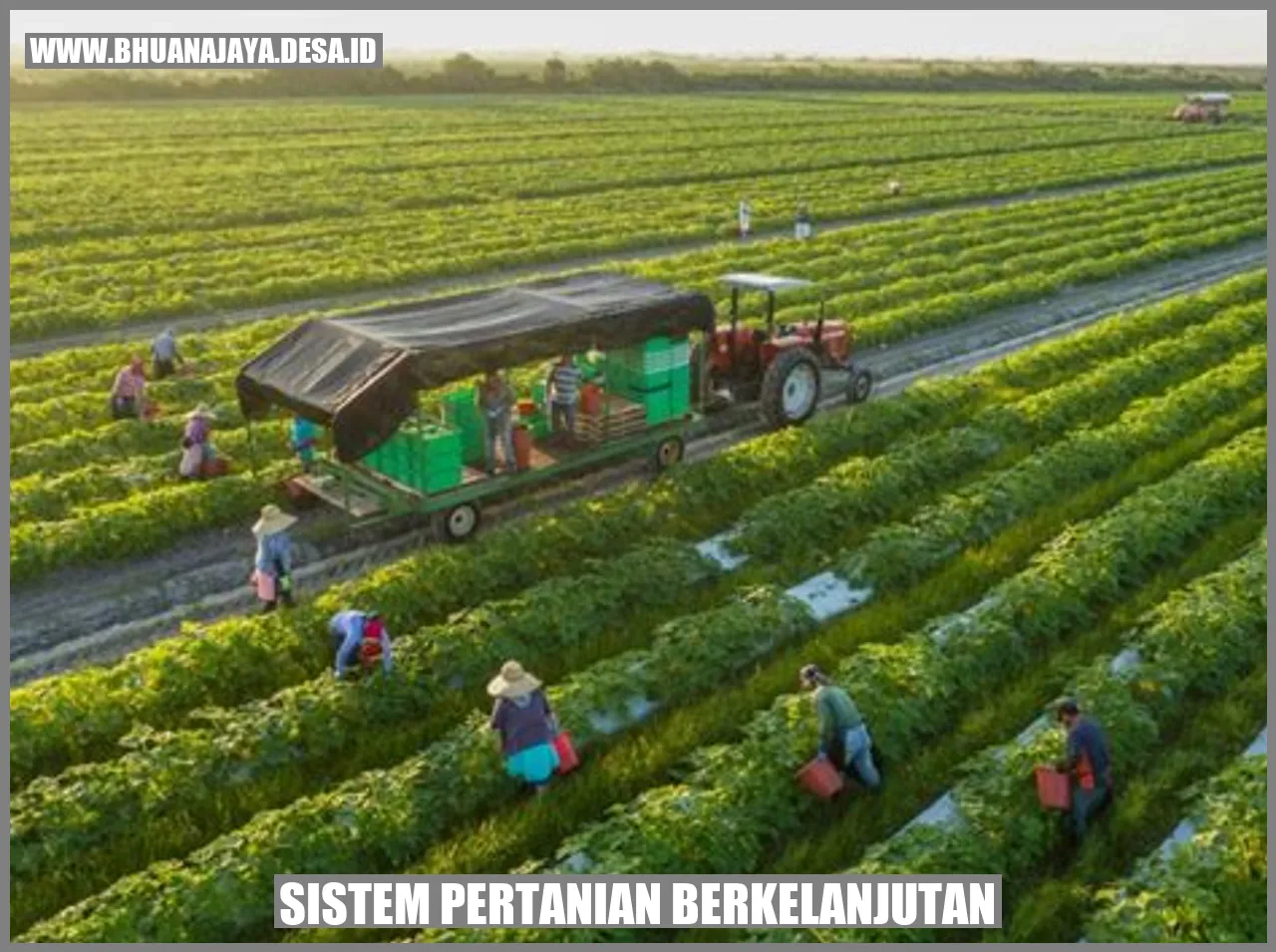 Pertanian Hijau Tanjungsari: Menjaga Keseimbangan Alam untuk Kehidupan Berkelanjutan