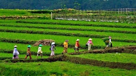 Pertanian Organik Tanjungsari: Tantangan dan Jalan Terang Menuju Keberlanjutan