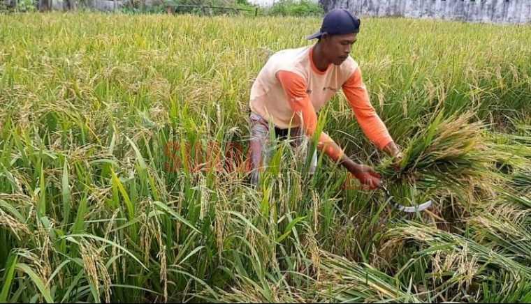 Sinergi Pemerintah Desa dan Petani Tanjungsari: Dongkrak Agribisnis untuk Kemakmuran Desa