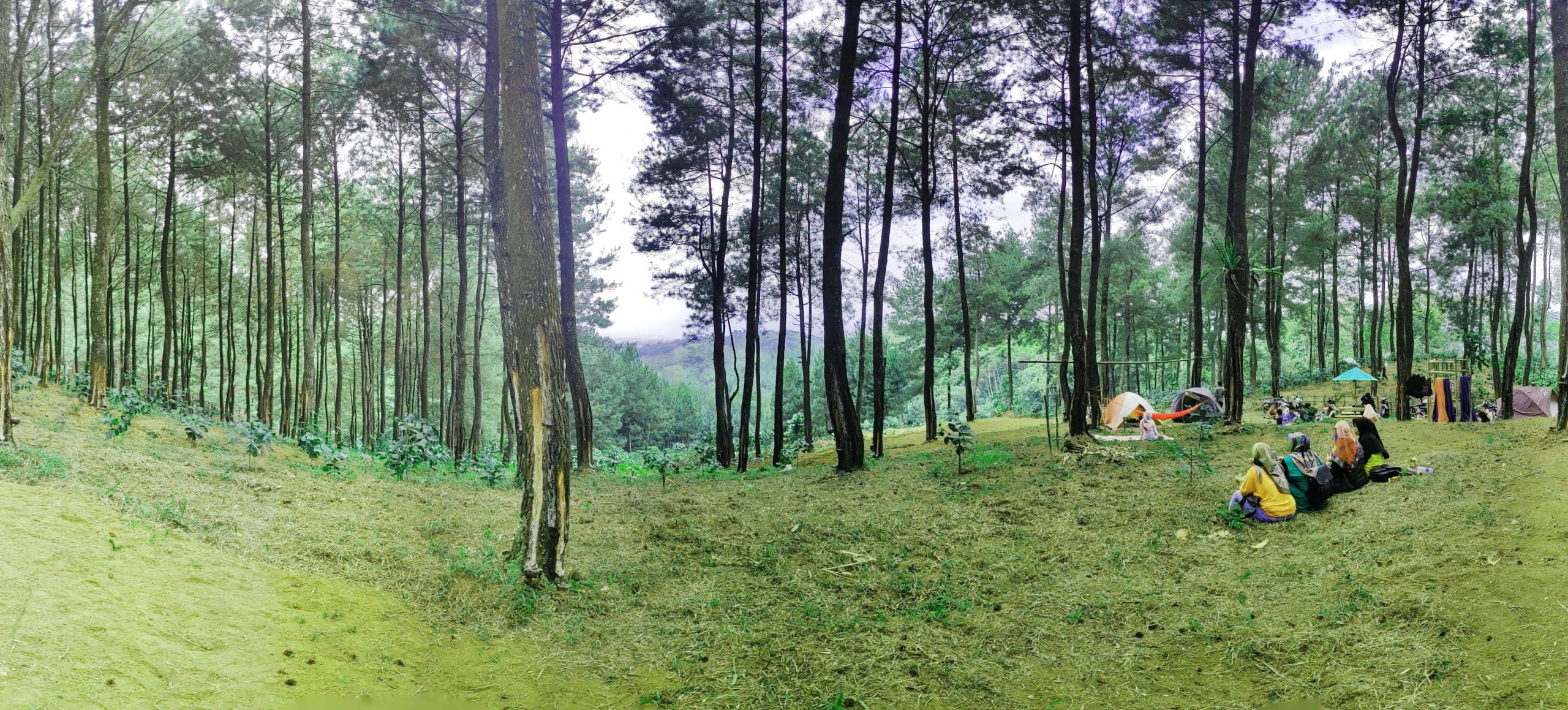 Eksplorasi Pesona Hutan Tanjungsari: Potensi Ekowisata yang Tak Terhingga
